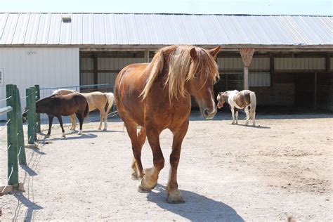 Gallery | Green Meadows Petting Farm