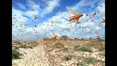 End Times Watch: Swarms of Locusts - YouTube