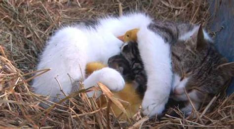 Irish Farm Cat 'Nurses' Three Baby Ducklings - Good News Network