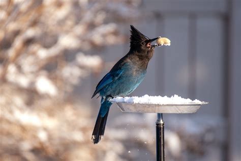 SLM | Essential Bird Watching Equipment for Seniors