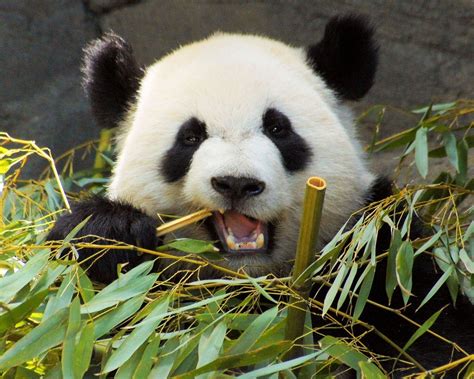 Giant Panda Bear Eating Bamboo | www.pixshark.com - Images Galleries ...