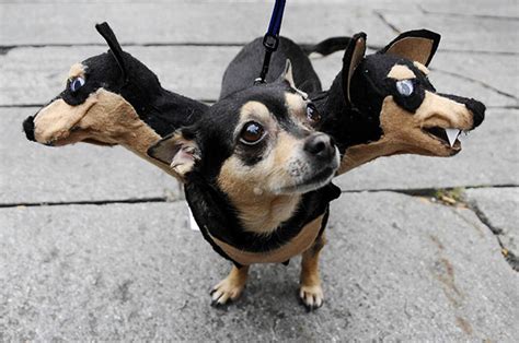 89 Terrifyingly Pawsome Halloween Costumes For Dogs | Bored Panda