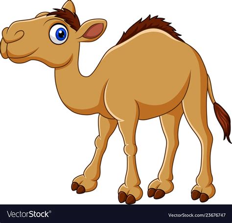 Cartoon camel isolated on white background Vector Image