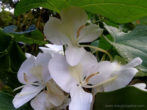 Maui Jungalow: Flowering White Ginger