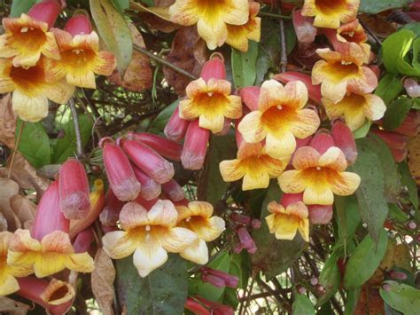 Bignonia capreolata (Crossvine, Cross-Vine, Trumpet Flower) | North Carolina Extension Gardener ...