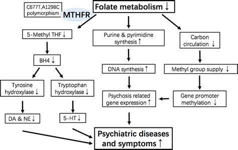 MTHFR Gene Spotlight - Genomind