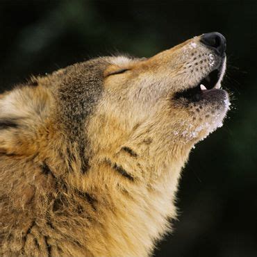 Speak Up for Wolves on National Forests - WildEarth Guardians ...