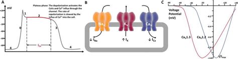 L-Type Calcium Channels: Structure and Functions | IntechOpen