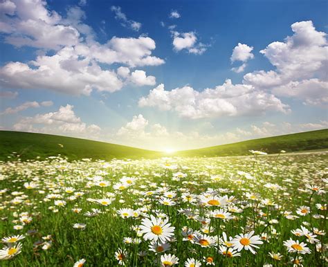 HD wallpaper: 8k daisy flower field picture, plant, flowering plant, sky | Wallpaper Flare