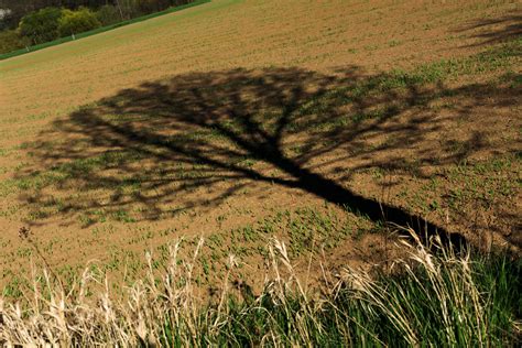 Baumschatten | Kostenloses Foto auf Lager | LibreShot