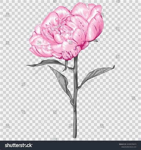 Pink Peony Flower Drawing Vector Illustrations Stock Vector (Royalty ...