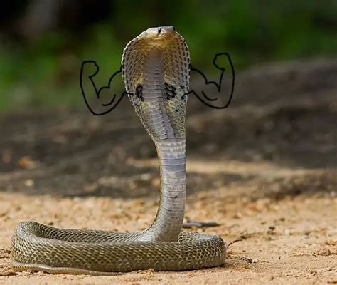 Snake Pics Are Getting A Doodle Makeover And The Results Are Beyond Funny