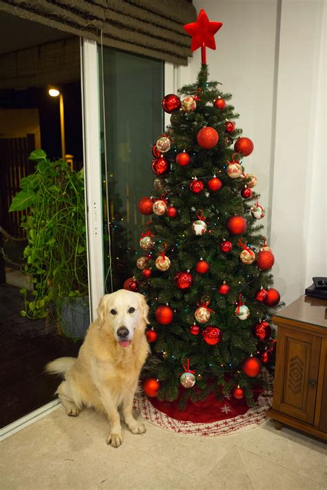 Homer, the Golden Retriever: Putting Up the Christmas Tree 2013