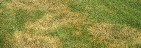 Brown Patch Lawn Disease Treatment