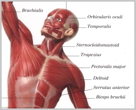 Wiring And Diagram: Diagram Of Upper Body Muscles