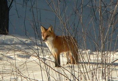 Family nature programs at Schmeeckle Reserve in March - News Releases and Events | UWSP