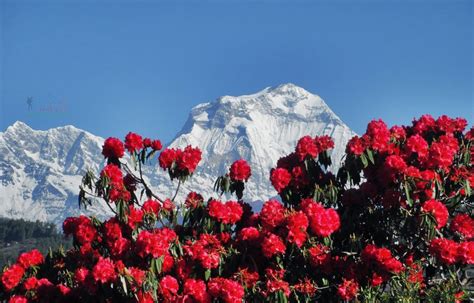 Rhododendron Trek Nepal I Rhododendron View Trek I Best Time - Himalaya ...