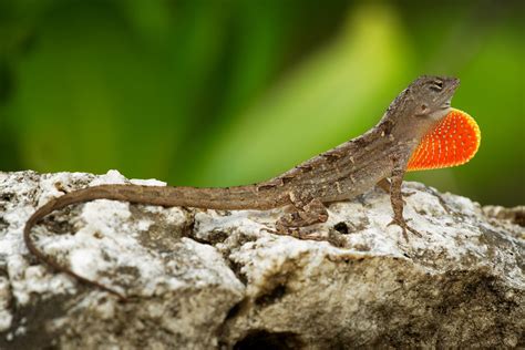 8 Signs Your Anole Is Dying + How You Can Help - Reptile Craze