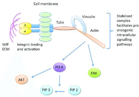 The focal adhesion component vinculin is activated in response to stiff... | Download Scientific ...