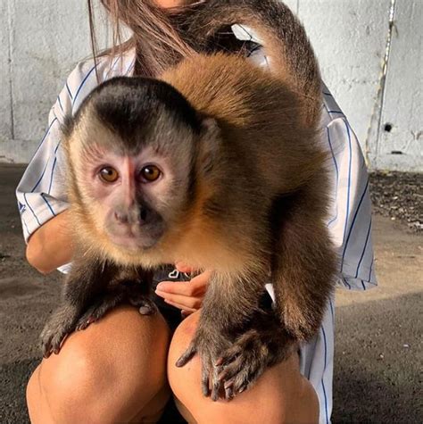 capuchin monkey for sale near me - Capuchin monkey breeder 20 in 2021 | Monkeys for sale ...