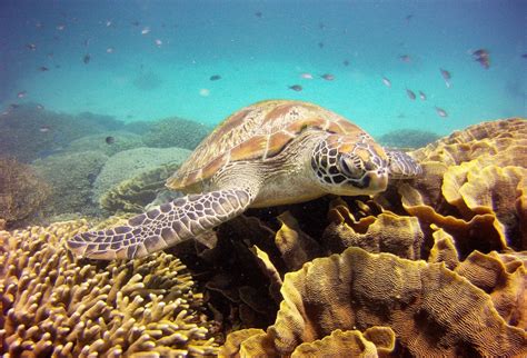 Komodo National Park - World Heritage Site