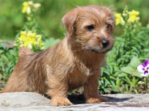 Holly Stellitano - Norfolk Terrier Puppies For Sale