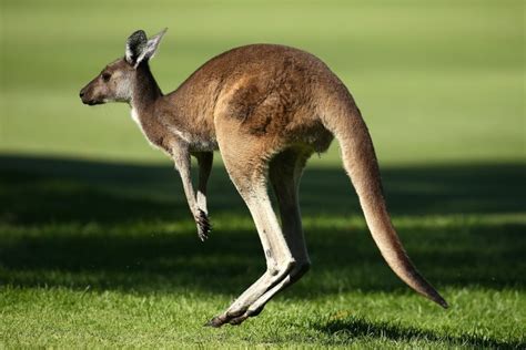 Why Kangaroos Cannot Walk Backwards | कंगारू पीछे की ओर क्यों नहीं चल सकता