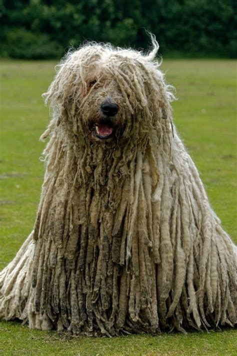 The 10 Hairiest Animals In The World - IMP WORLD