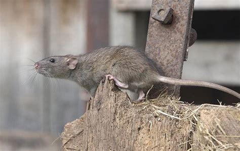 Norway Rats Facts & Identification | Go-Forth Pest Control