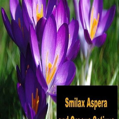 Stream episode The myth of Smilax Aspera and Crocus Sativus – the flowering vine and the flower ...