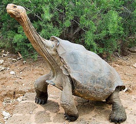 Galapagos Tortoise - The World's Largest Tortoise | Animal Pictures and ...