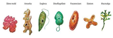 3. Kingdom Protista | Protists, Life science, Science and nature