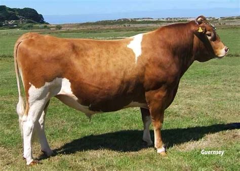 Guernsey | Bull pictures, Cattle, Breeds of cows