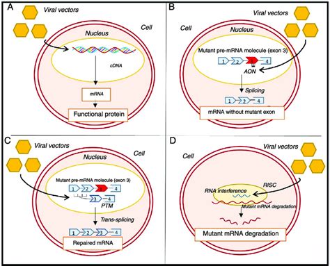 Genetic approaches to the treatment of hypertrophic cardiomyopathy. (A)... | Download Scientific ...