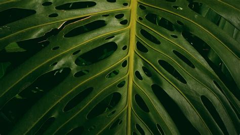 «monstera» HD Wallpapers