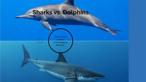 Shark Vs Dolphin Fin