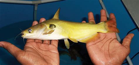 Yellow catfish a potential candidate for India - Responsible Seafood Advocate