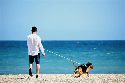 A Guide to Miami's Most Popular Pet-Friendly Beaches