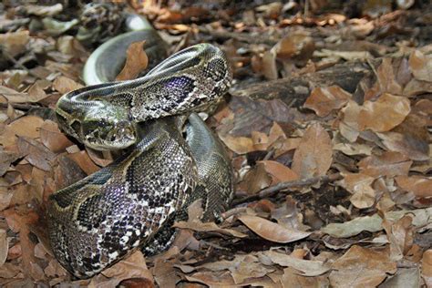 10 Facts About The African Rock Python - Snake Radar