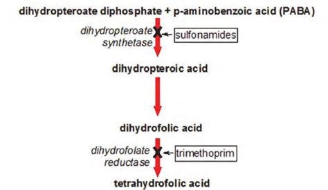 Mechanism of co-trimoxazole effects Bacteria are unable to take up ...