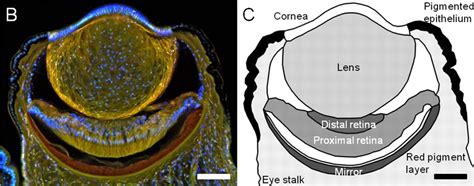 The eyes of scallops – xcorr: AI & neuro