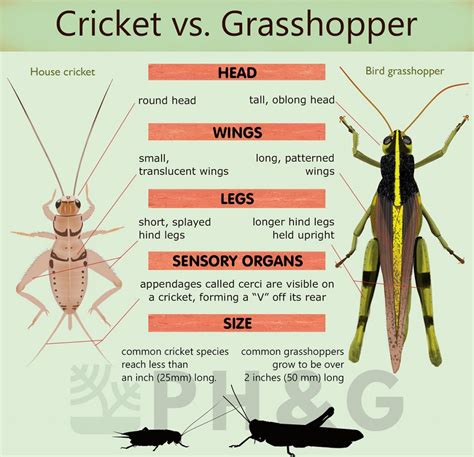 Crickets Vs Grasshoppers [7 Ways to Spot the Difference] | Pepper's Home & Garden