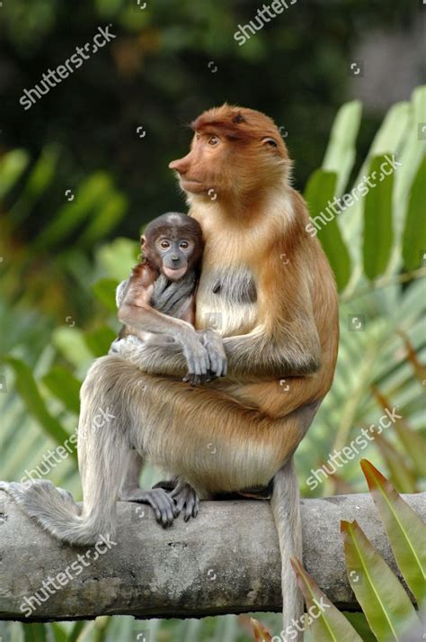 Female Proboscis Monkey Her Blueheaded Baby Editorial Stock Photo ...