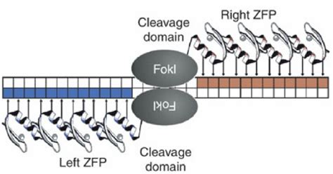 Zinc Finger Nucleases (ZFNs) bind and cleave DNA. A ZFN consists of a... | Download Scientific ...