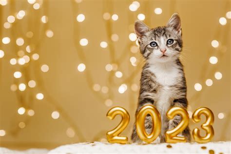 10 Ways to Make 2023 Your Pet’s Best Year Yet - Stack Veterinary Hospital