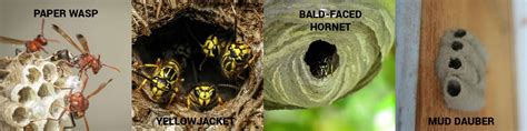 Paper Wasp Nest Vs Hornet Nest