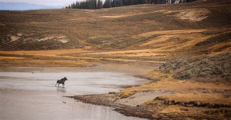 Hayden Valley Wildlife Watching - Yellowstone Guidelines Blog Post