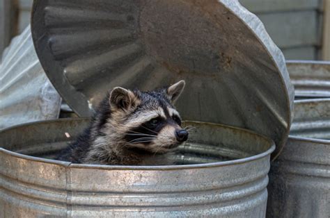 How To Deter Raccoons And Keep Them Away From The Yard