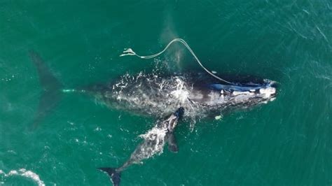 North Atlantic right whale's population decline slows, but numbers ...