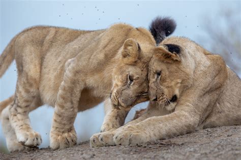 Lion Cubs: 12 Interesting Facts | Kariega Game Reserve